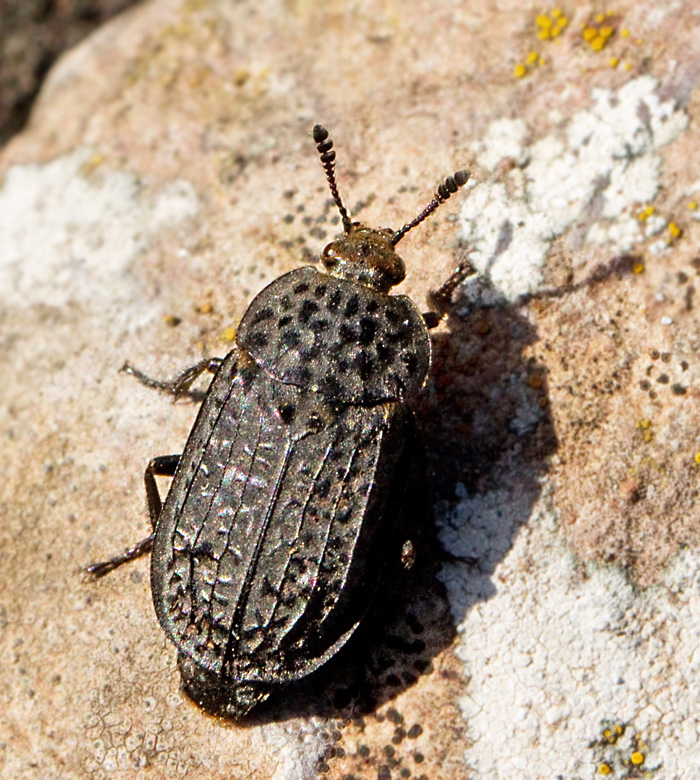 Thanatophilus rugosus.jpg
