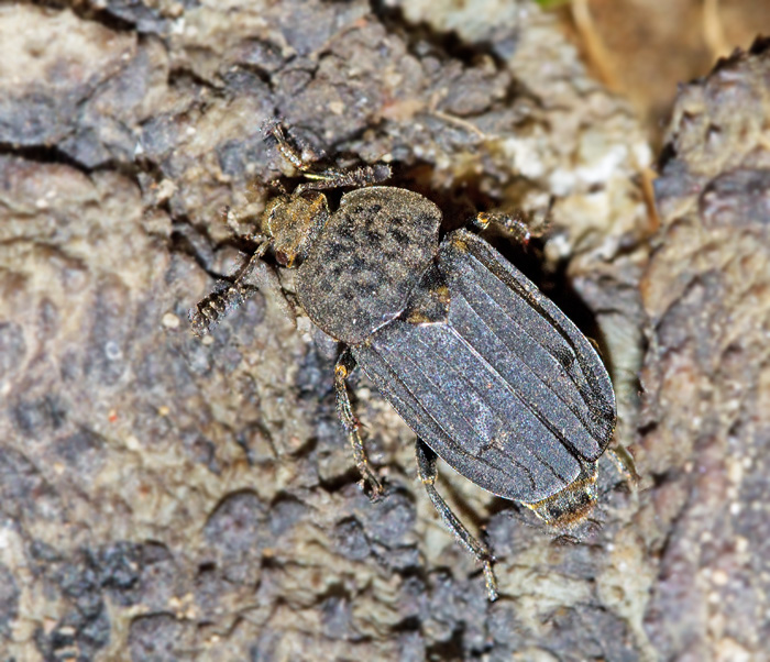 Thanatophilus sinuatus.jpg
