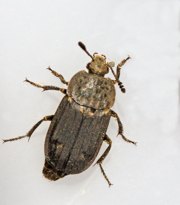 Thanatophilus sinuatus.jpg