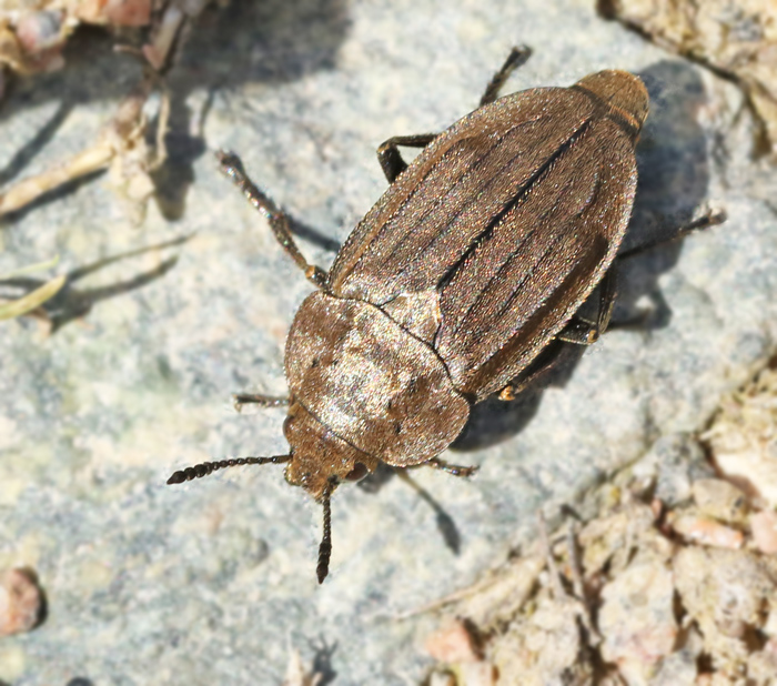 Gulhrig skinnarbagge (Aclypea opaca).jpg
