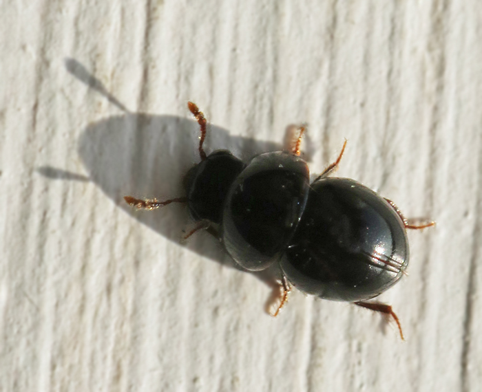 Leiodidae, Mycelbaggar
