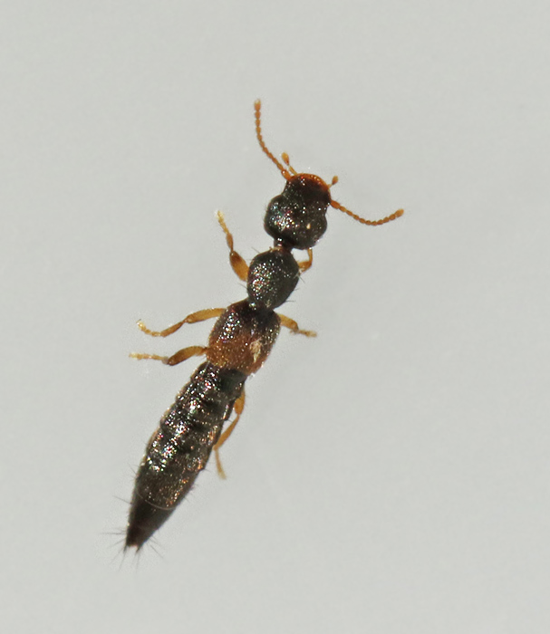 Astenus gracilis.jpg