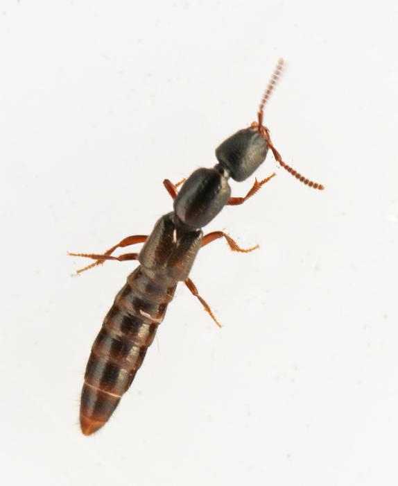 Gyrohypnus angustatus.jpg