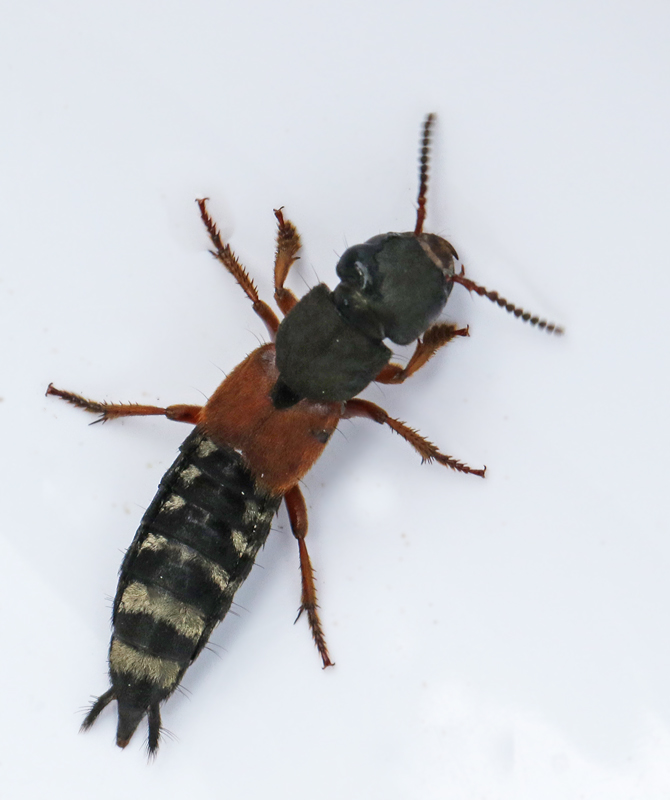 Swedish Rove Beetles, Kortvingar (Staphylinidae)