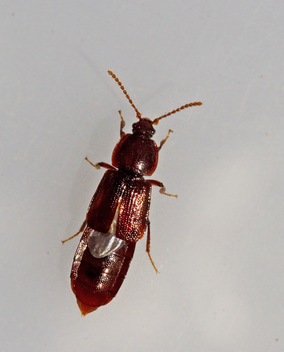 Acidota crenata.jpg