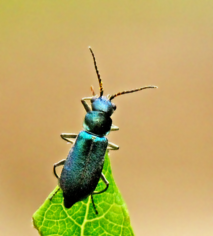 Cordylepherus viridis.jpg