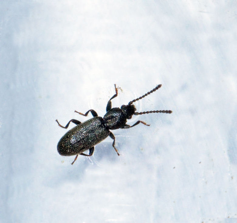 Silvanidae, Smalplattbaggar