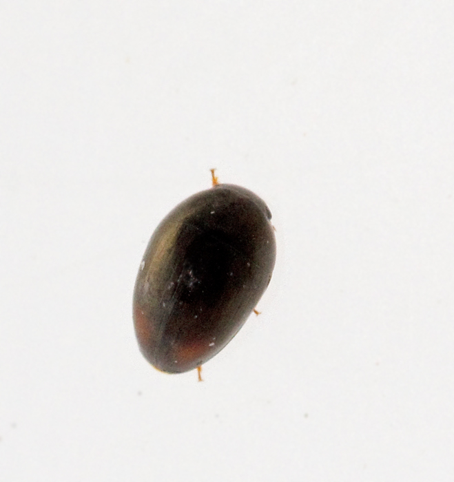 Phalacridae, Sotsvampbaggar