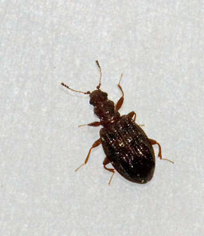 Latridiidae, Mgelbaggar