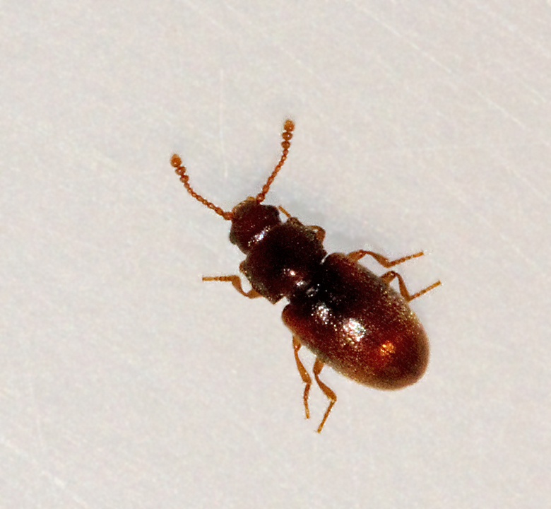 Cryptophagus denticulatus. jpg