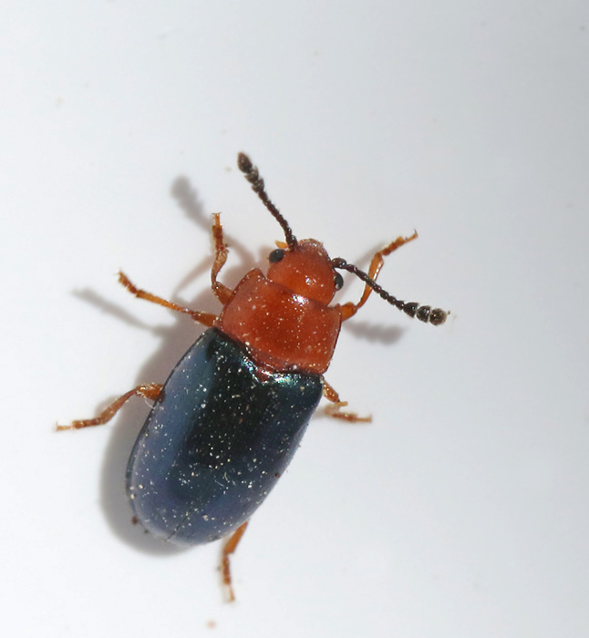 Erotylidae, Trdsvampbaggar