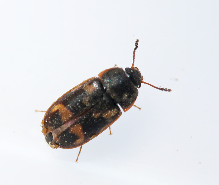 Mycetophagidae, Vedsvampbaggar
