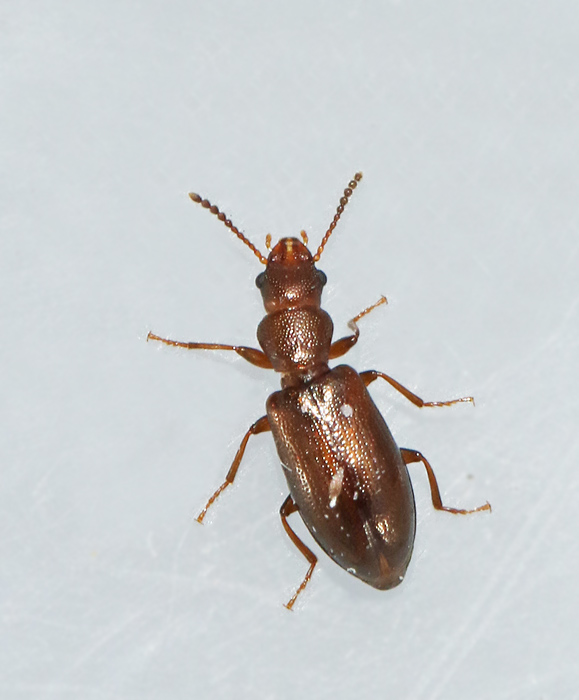 Salpingidae, Trdbastbaggar