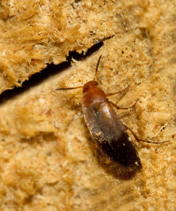 Scraptiidae, Ristbaggar