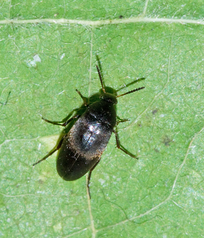 Anaspis frontalis.jpg