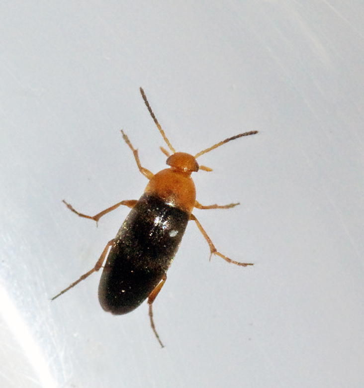 Anaspis thoracica.jpg