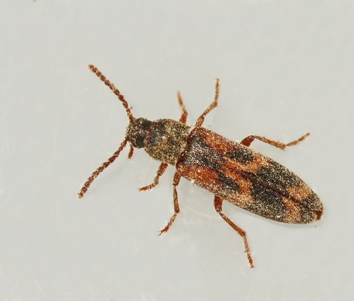 Melandryidae, Brunbaggar