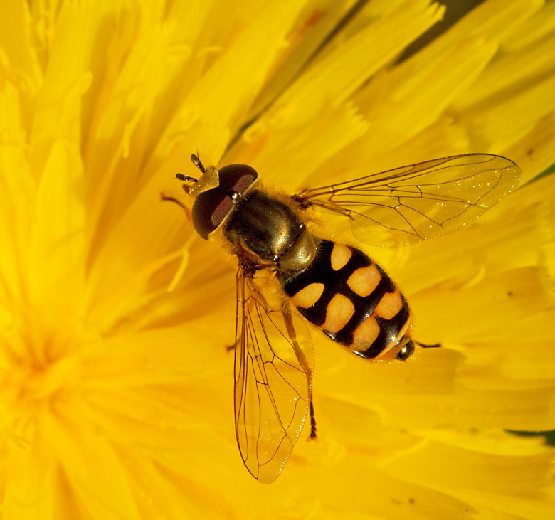 Nyfiken blomfluga (Eupeodes corollae).jpg