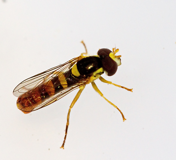 Slndblomflugor, Sphaerophora