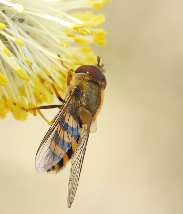 Mindre solblomfluga (Syrphus vitripennis).jpg