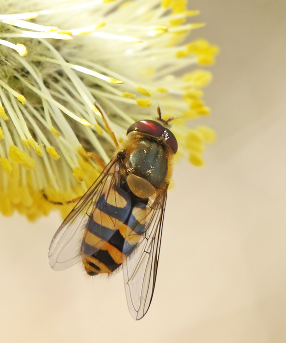 Mindre solblomfluga (Syrphus vitripennis).jpg