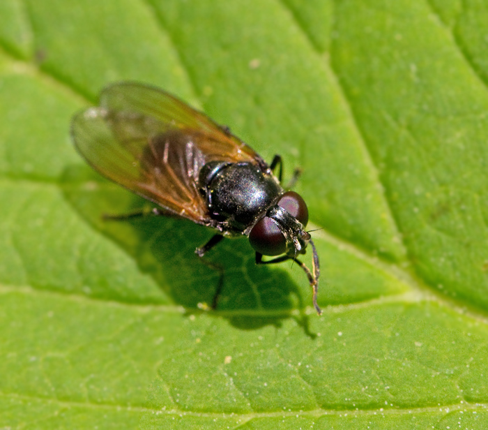 Gulvingad örtblomfluga (Cheilosia impressa).jpg