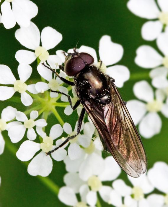 Häggblomfluga (Cheilosia rufimana).jpg
