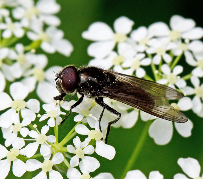 Häggblomfluga (Cheilosia rufimana).jpg
