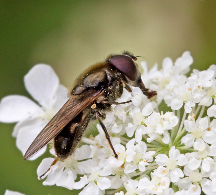 Kärrtistelblomfluga (Cheilosia velutina).jpg