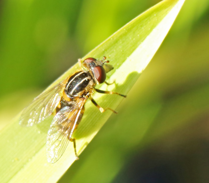 Långnosig dammblomfluga (Anasimyia lineata).jpg