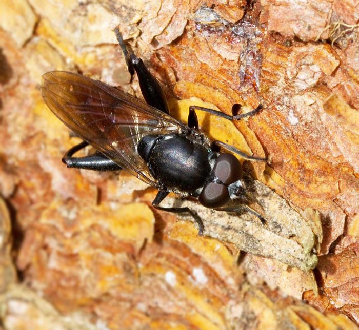 Mulmblomflugor, Chalcosyrphus