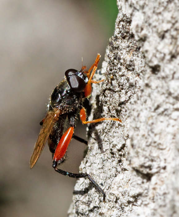 Rdbent mulmblomfluga (Chalcosyrphus valgus).jpg