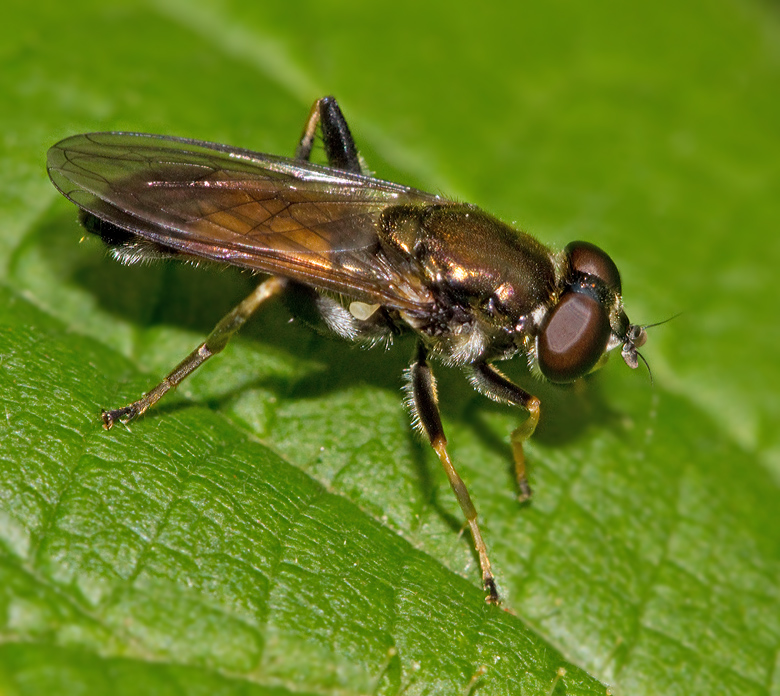 Lvvedblomfluga (Xylota segnis).jpg