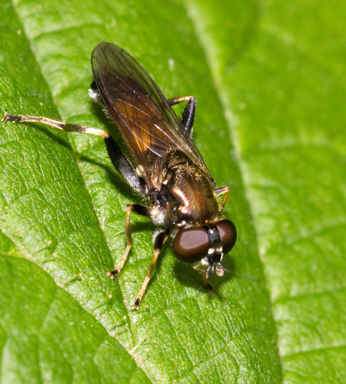 Lvvedblomfluga (Xylota segnis).jpg