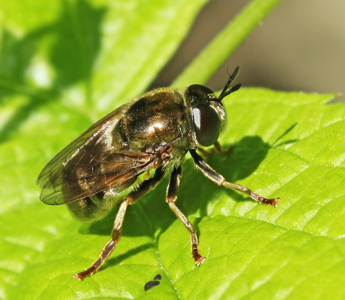 Jordmyreblomfluga (Microdon analis).jpg