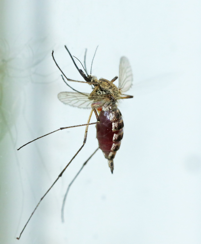 Stickmyggor, Mosquitoes and Gnats, Culicidae