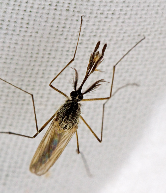 Skogstmygga (Aedes communis).jpg