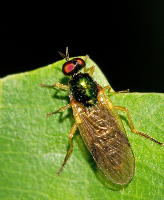 Blekbent bckvapenfluga (Beris morisii).jpg