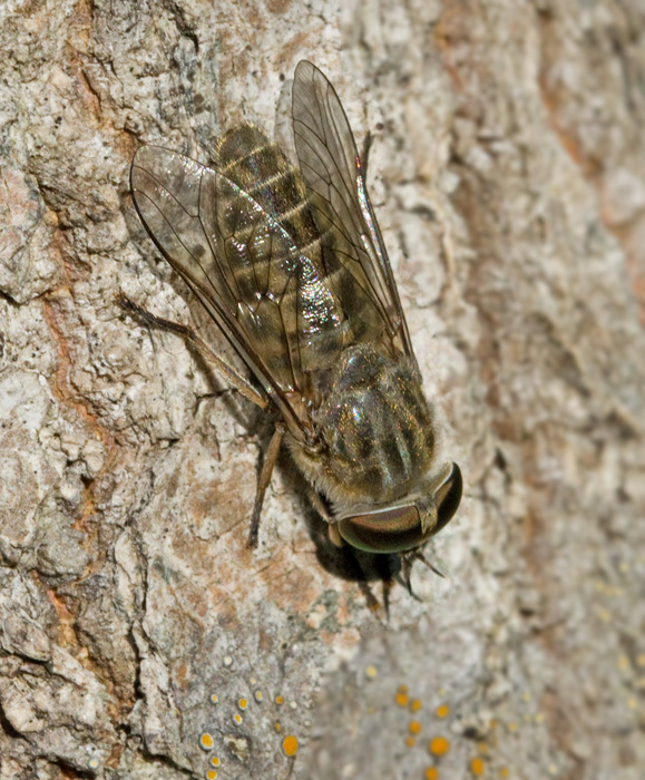 Allmn grbroms (Tabanus bromius9.jpg