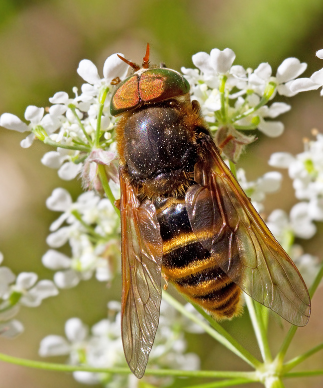 Horseflies, Bromsar (Tabanidae)