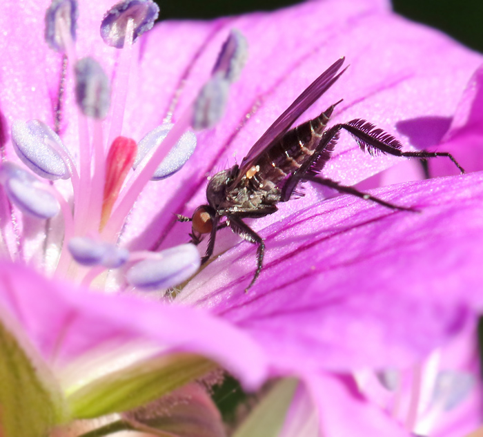 Empis pennipes.jpg