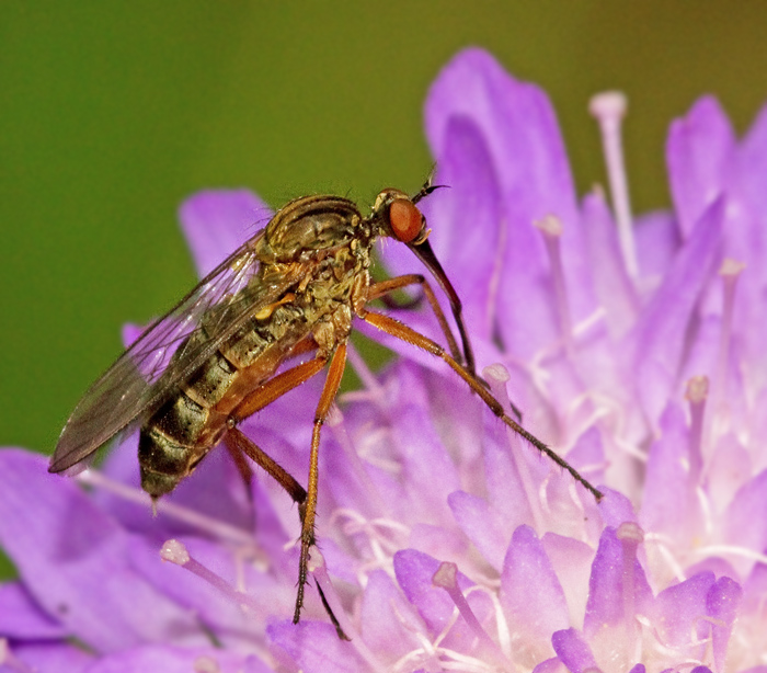 Empis livida.jpg