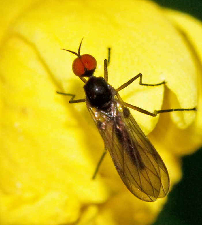 Rhamphomyia nigripennis.jpg
