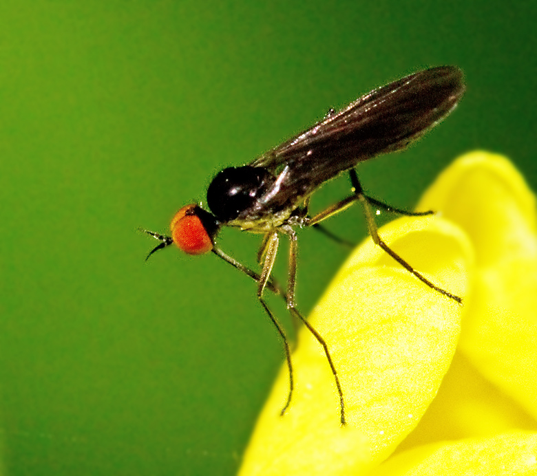 Rhamphomyia nigripennis.jpg