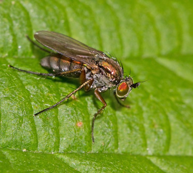 Styltflugor, Dolichopodidae