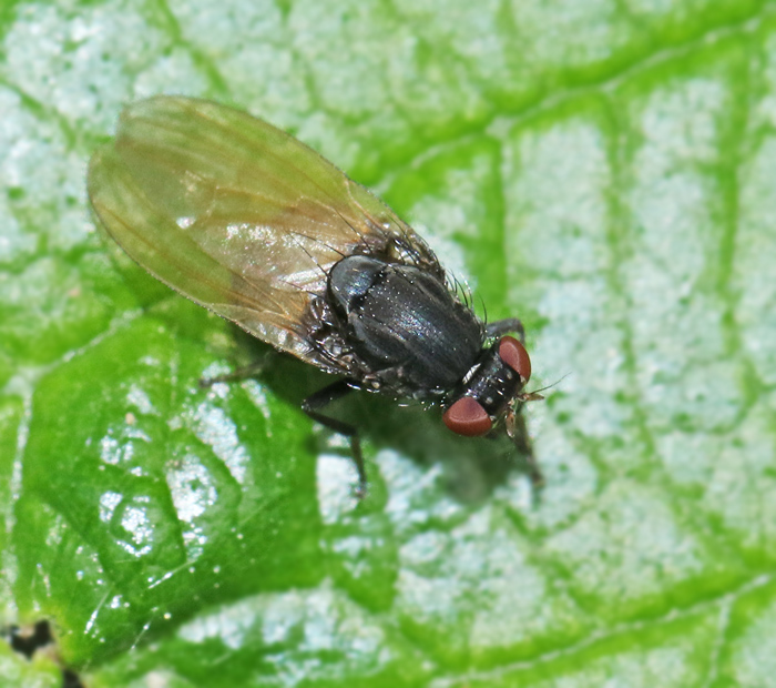 Lvflugor, Lauxanyoidea