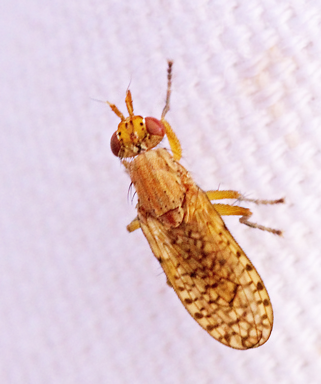 Pherbina coryleti.jpg