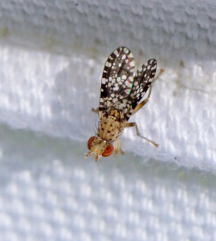 Trypetoptera punctulata.jpg