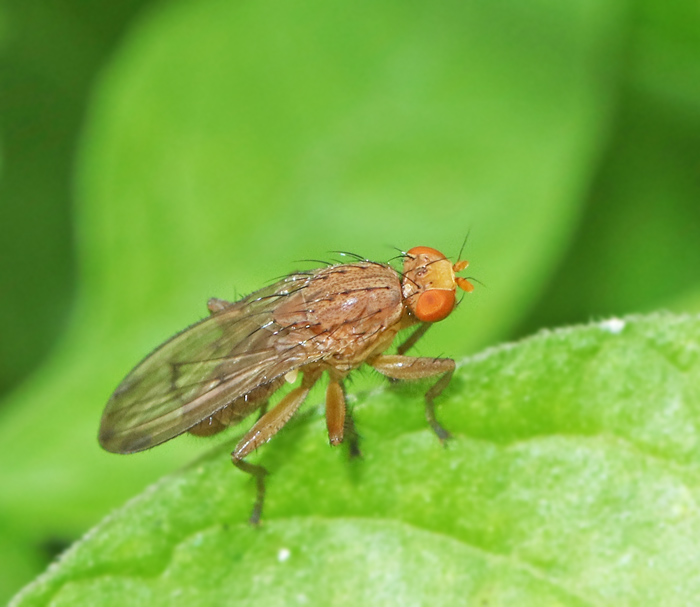 Suillia humilis.jpg