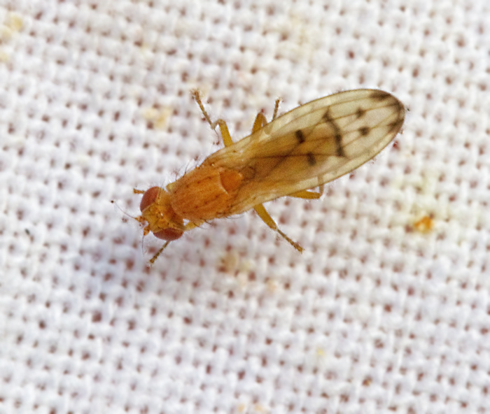 Grsflugor, Opomyzidae